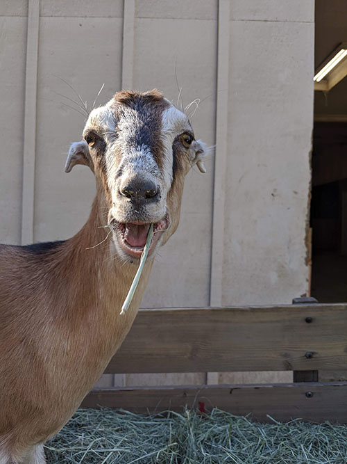 goat being silly